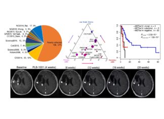New molecule shows remarkable potency in selectively targeting sGBM tumors and sGBM tumors that co-display this mutation