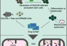 Nicotinamide adenine dinucleotide (NAD) significantly restored mitochondrial function