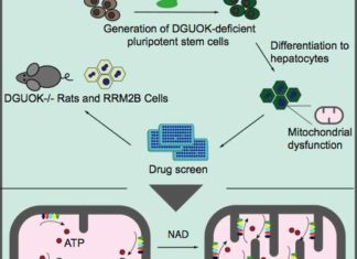Nicotinamide adenine dinucleotide (NAD) significantly restored mitochondrial function