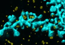 Old adults can indeed learn new tricks thanks to a protein molecule called netrin
