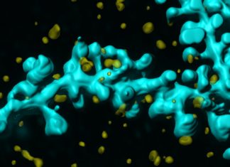 Old adults can indeed learn new tricks thanks to a protein molecule called netrin