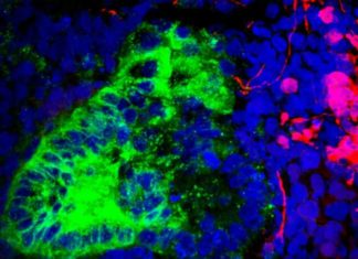 Organoids may help repair damaged kidneys in people or be used to test drugs developed to fight kidney disease