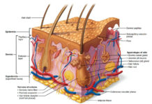 Researchers report they have regrown hair strands on damaged skin