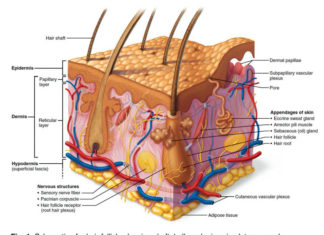 Researchers report they have regrown hair strands on damaged skin
