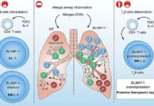 Researchers succeeded in preventing allergic asthma from progressing in experimental models by increasing the amount of a certain protein