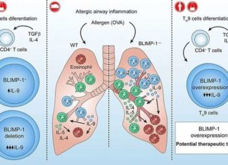 Researchers succeeded in preventing allergic asthma from progressing in experimental models by increasing the amount of a certain protein