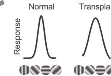 Researchers have discovered that neurons of blind rats functioned normally following fetal retina cell transplants