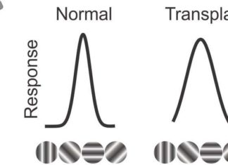 Researchers have discovered that neurons of blind rats functioned normally following fetal retina cell transplants