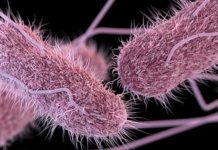 Salmonella found to be resistant to antibiotics used to treat infections