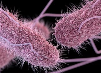 Salmonella found to be resistant to antibiotics used to treat infections
