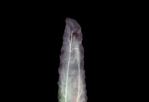 Asymmetry plays a major role in biology at every scale