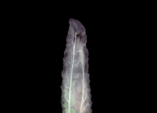 Asymmetry plays a major role in biology at every scale