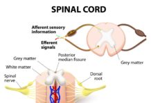 Tel Aviv University claims there is a treatment that may be the quickest way to deal with spinal cord injury and minimize scarring and inflammation