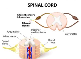 Tel Aviv University claims there is a treatment that may be the quickest way to deal with spinal cord injury and minimize scarring and inflammation