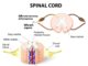 Tel Aviv University claims there is a treatment that may be the quickest way to deal with spinal cord injury and minimize scarring and inflammation