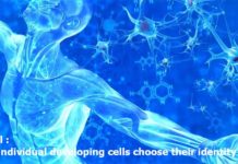 Stem cell : How do individual developing cells choose their identity ?