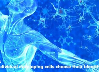 Stem cell : How do individual developing cells choose their identity ?