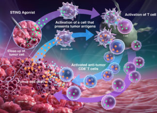 discovered potential new class of immunotherapeutic drugs to treat some of the most common cancers
