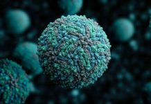 USC researchers have identified biomarkers associated with severe birth defects in babies born to women infected with the Zika virus
