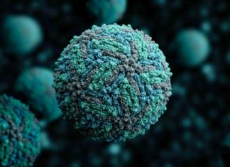 USC researchers have identified biomarkers associated with severe birth defects in babies born to women infected with the Zika virus