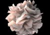 Reprogramming immune sentinels