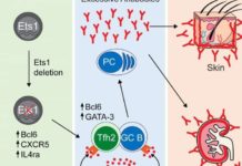 A research team has discovered the role of a key gene involved in the autoimmune disease systemic lupus erythematosus (SLE)