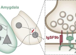 Anxiety disorders : Synaptic protein regulates anxiety behaviour