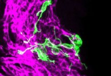 As mammals age, their sense of smell deteriorates