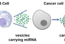 Cancer immunotherapy – arm a patient’s own immune system to attack tumors