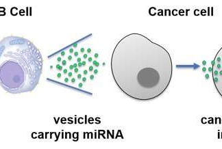 Cancer immunotherapy – arm a patient’s own immune system to attack tumors