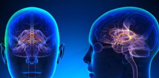 Dopamine release in the brain occurs at two different times: When you eat and when food reaches your stomach