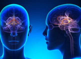 Dopamine release in the brain occurs at two different times: When you eat and when food reaches your stomach