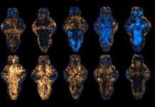 Found a shortcut to developing a new drug which can potentially reduce the time and costs of developing new drugs