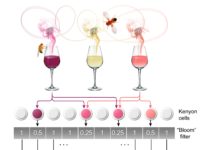 How organisms detect new odors ?