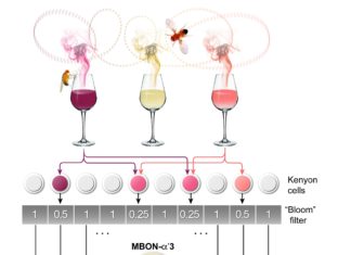 How organisms detect new odors ?