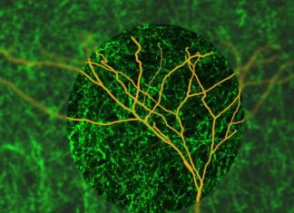 Researchers have discovered a key mechanism in the brain that may underlie our ability to rapidly focus attention