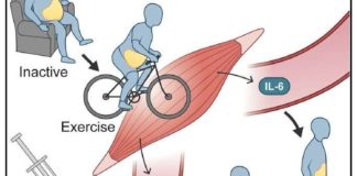 How the physical activity can reduces belly fat in humans