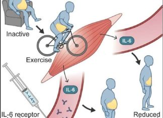 How the physical activity can reduces belly fat in humans