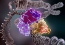 Mutations in the BRCA1 and BRCA2 genes pose a serious risk for breast and ovarian cancer