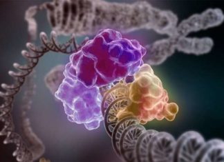 Mutations in the BRCA1 and BRCA2 genes pose a serious risk for breast and ovarian cancer