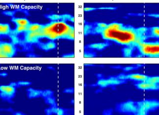 Scientists have captured how the brain builds complex sequences from a small set of basic elements
