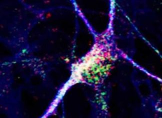 Stem cell-derived neurons stop seizures and improve cognitive function