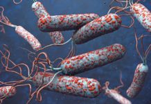 The enormous adaptability of the cholera bacterium explains why it is able to claim so many victims