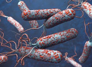 The enormous adaptability of the cholera bacterium explains why it is able to claim so many victims