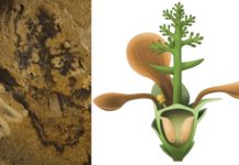 Found the fossil of the world’s oldest flowering plant