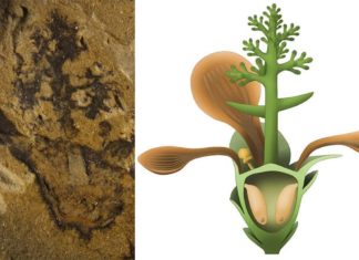 Found the fossil of the world’s oldest flowering plant
