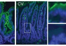 The gut microbiome regulates the host’s immune system