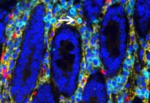 The human intestine may provide up to 10 percent of blood cells in circulation from its own reservoir of blood-forming stem cells