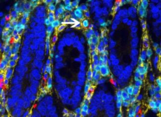 The human intestine may provide up to 10 percent of blood cells in circulation from its own reservoir of blood-forming stem cells