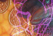 Scientists have identified a growth factor found in the kidneys that could minimise the diabetes-inducing effects of blood vessel damage
